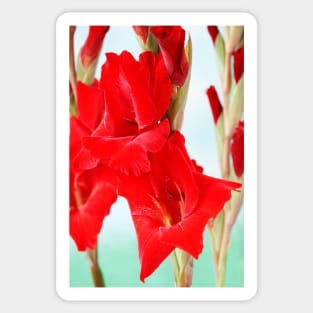 Gladiolus  'Oscar' Sticker